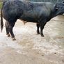 Bull Image 10