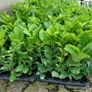 Laurel Hedging Image 9