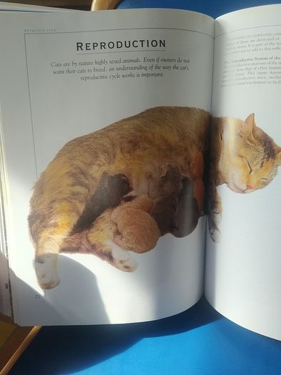 Giant Book of the Cat