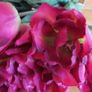artificial tulips Holland Spray Image 3