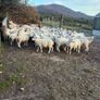 Hogget Ewes Image 5