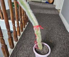 Large tall cactus in pot