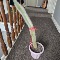 Large tall cactus in pot