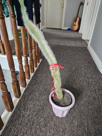 Large tall cactus in pot