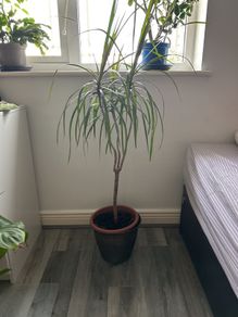 large  dracaena