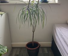 large  dracaena