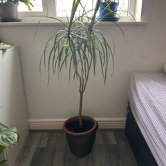 large  dracaena