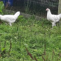 poultry