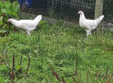poultry