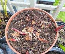 garden plants