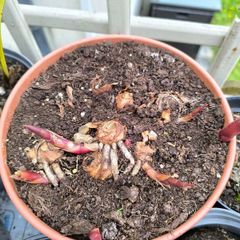 garden plants