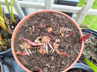 garden plants