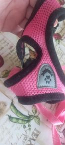 dog harness