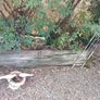 free tree trunks for firewood Image 3