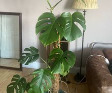 Monstera