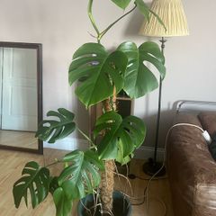 Monstera
