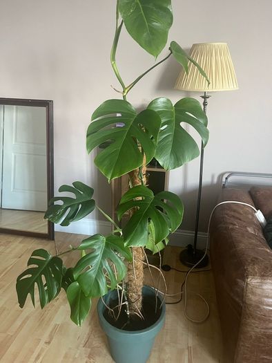 Monstera