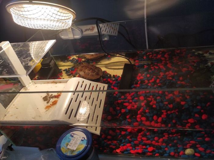 Reeves turtle with tank