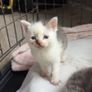 Kittens for adoption Image 9