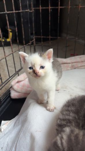 Kittens for adoption