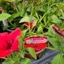 Trailing Baskets Plants Surfinia, Image 9