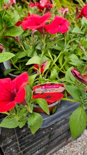 Trailing Baskets Plants Surfinia,
