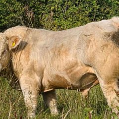 Bull