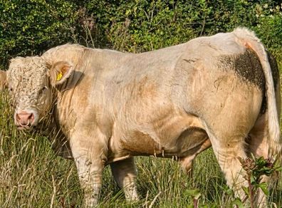 Bull
