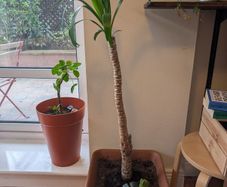 Low Maintenance Palm Tree