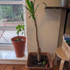 Low Maintenance Palm Tree