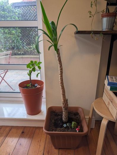 Low Maintenance Palm Tree