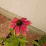 instant garden starter pack of 20 plants Image 7