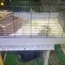 XXL  guinea pig & rabbit cage Image 3