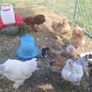 bantam hatching eggs Image 6