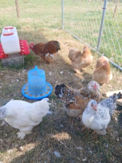 bantam hatching eggs