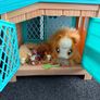 Little Live Pets Image 4