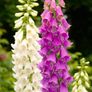 Job lot Cottage garden perennial flowers Image 2