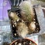 Monkey Tail Cactus Image 8