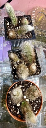 Monkey Tail Cactus