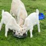 goats Image 2