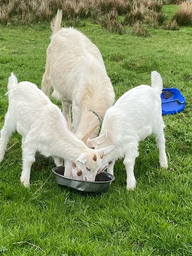 goats