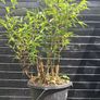Black stem bamboo Image 2
