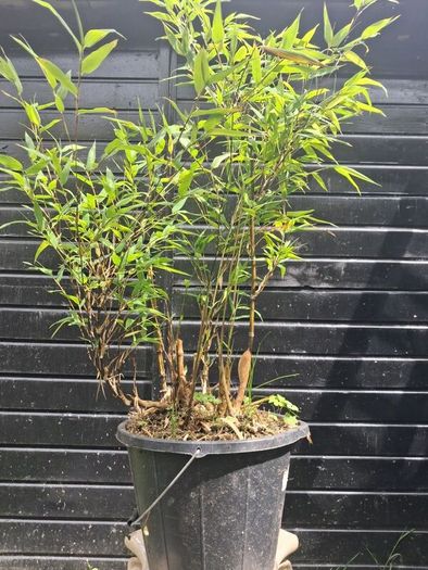 Black stem bamboo