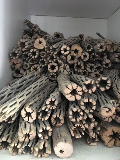 Pieces Cholla Cactus Wood 6"/Chinchilla Chews, shrimps, fishtank