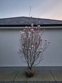 Magnolia soulangeana