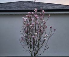 Magnolia soulangeana