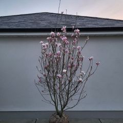 Magnolia soulangeana