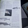Complete Aquarium Encyclopaedia of Tropical Freshwater Fish  1 Image 9