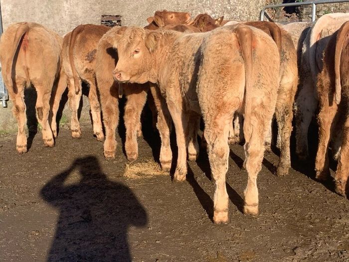 20 u grade charlaois and limousine heifers