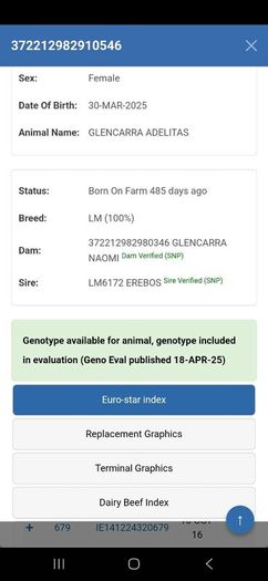 Pedigree Registered Limousin Heifers